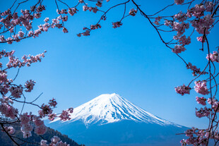 富士山春樱盛景