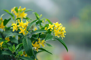花朵秋天树叶植物桂花图片摄影图