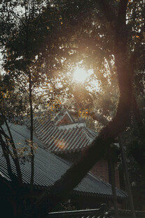 林间落日暖光街景