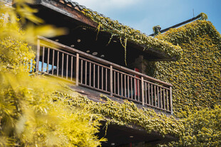绿植覆顶生态小屋