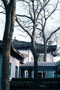 树影掩映中式古建筑