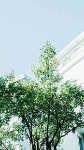 晴日绿树与白色建筑