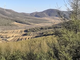 塞北林场
