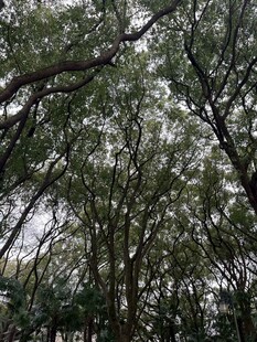 仰拍林间枝叶天空
