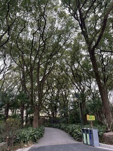 林间幽静步道