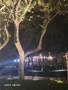 夜色下的街边树木