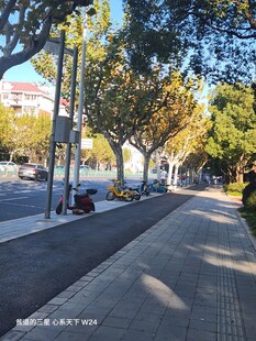 秋日林荫步道街景