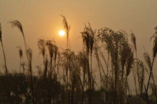 夕阳下的芦苇剪影