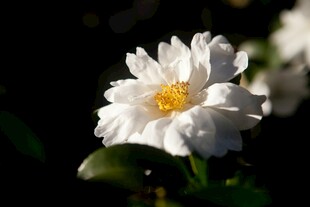 小雏菊