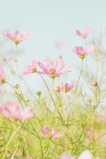 格桑花