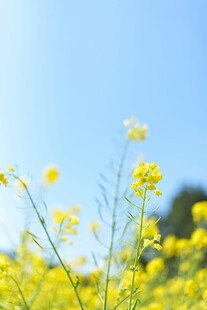 蓝天下的油菜花