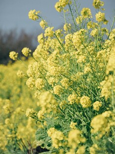 春日油菜花田
