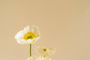暖调清新小白花