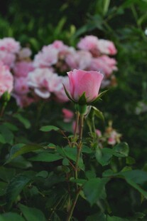 朦胧粉色蔷薇花簇