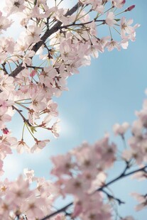 春日樱花晴空美景