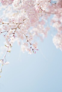 淡蓝晴空下的樱花