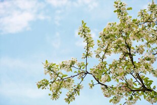 春日晴空下的花枝