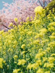 春日油菜花