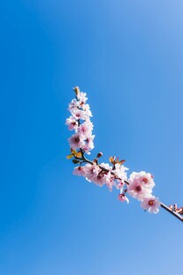 晴空下的春日花枝