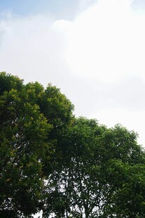 晴空下的茂密绿林