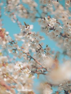 春日桃花映蓝天