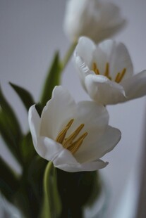 素雅白色小花特写