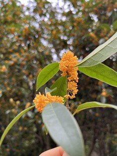 金桂花开枝头