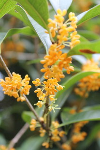 秋日金桂花开