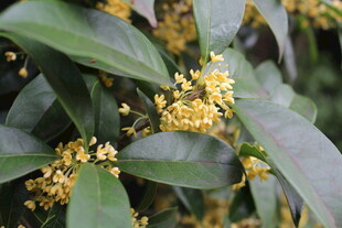 金桂花开枝叶间