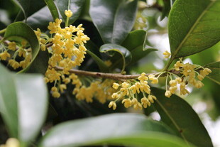 秋日金桂花枝特写