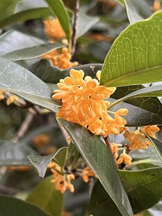 秋日金桂花枝特写
