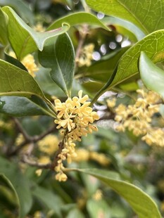 秋日桂花枝头特写