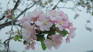 春日枝头粉花盛放