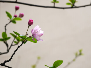 春枝粉花雅致小景