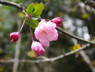 春日垂丝海棠花