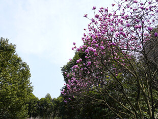 春日紫玉兰花开