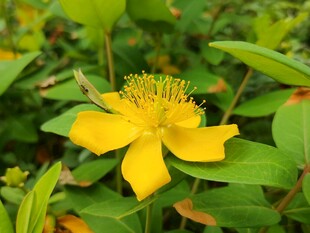 金丝桃黄花特写