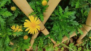 小菊花