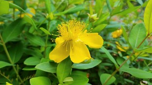 黄色金丝桃花朵特写