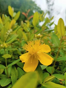 黄色金丝桃花卉特写