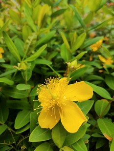 金丝桃黄花绿植特写