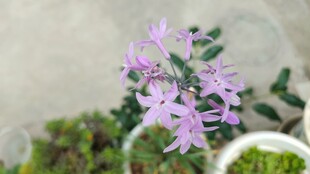 紫色小花绿植特写