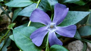 紫色蔓长春花