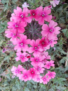 粉花