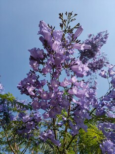 蓝花楹