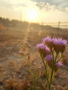夕阳下的紫色野花