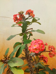 虎刺梅红花盆栽