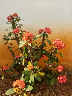 红花虎刺梅