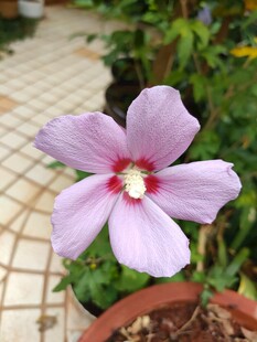 盆栽淡紫色五瓣小花