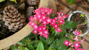 粉色小花松果花